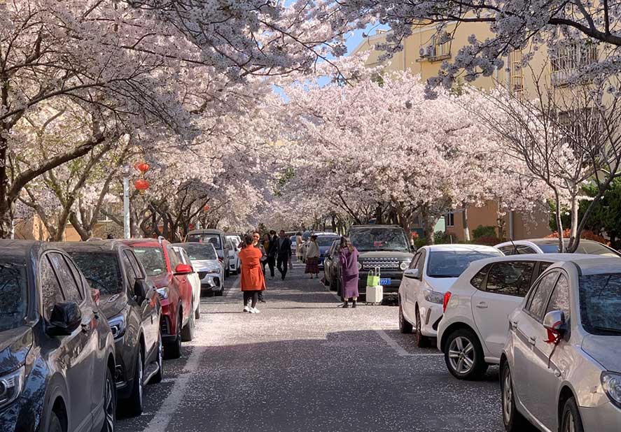 Haozhifeng Machineryは桜の花を楽しむために春の外出を整理します